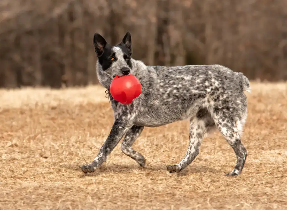 The Alluring Blend of the Australian Shepherd and Blue Heeler