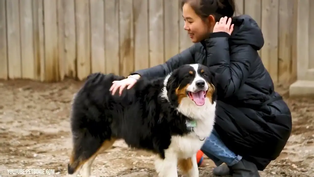 The Alluring Blend of the Australian Shepherd and Blue Heeler