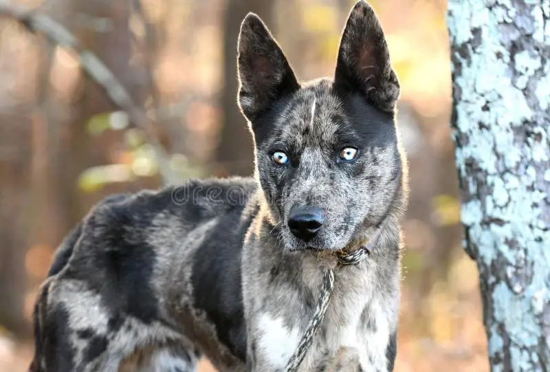 The Alluring Blend of the Australian Shepherd and Blue Heeler