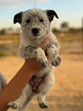 The Alluring Blend of the Australian Shepherd and Blue Heeler