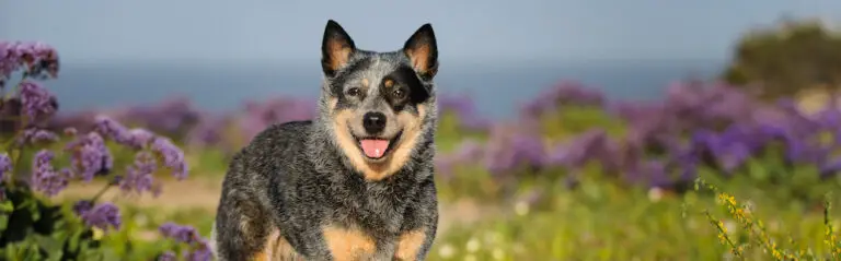 The Alluring Blend of the Australian Shepherd and Blue Heeler