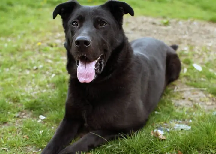 The Allure of the Black Lab and German Shepherd Mix