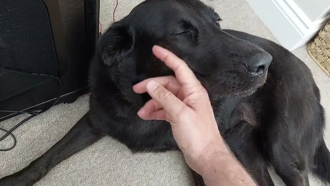 The Allure of the Black Lab and German Shepherd Mix