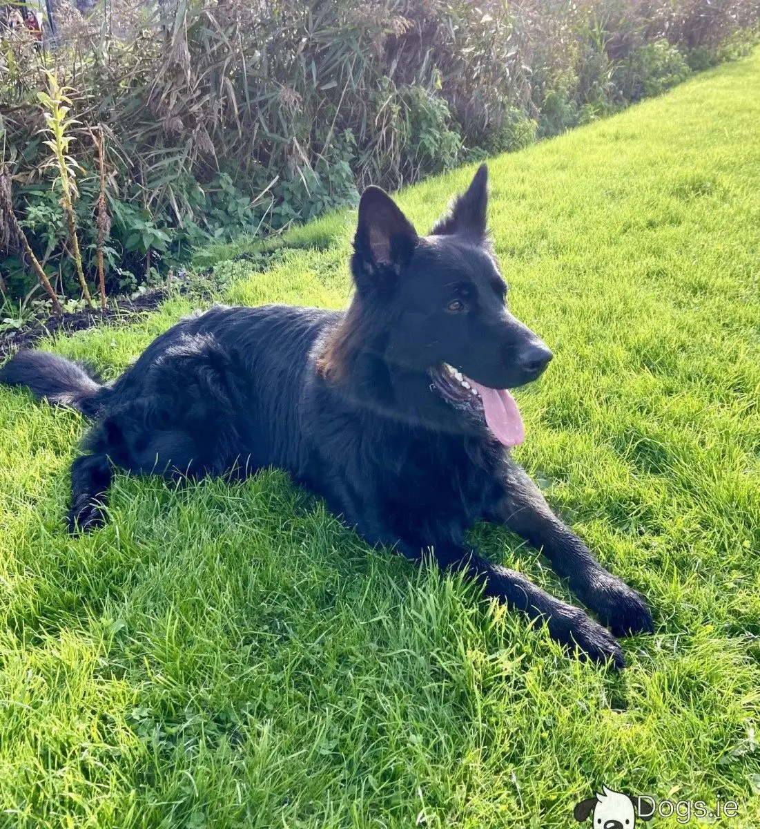 The Allure of the Black Lab and German Shepherd Mix