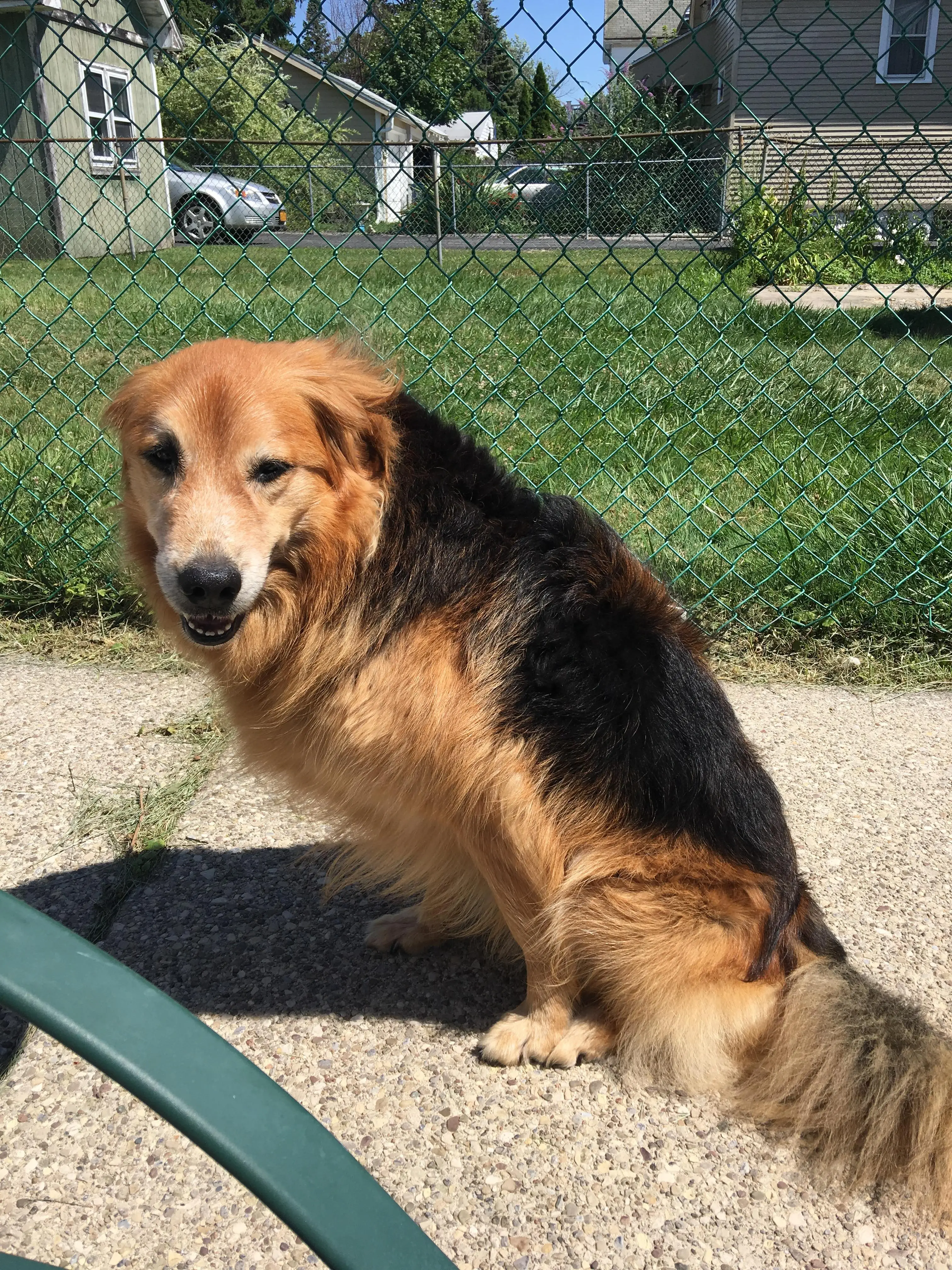 The Allure of the Black Lab and German Shepherd Mix