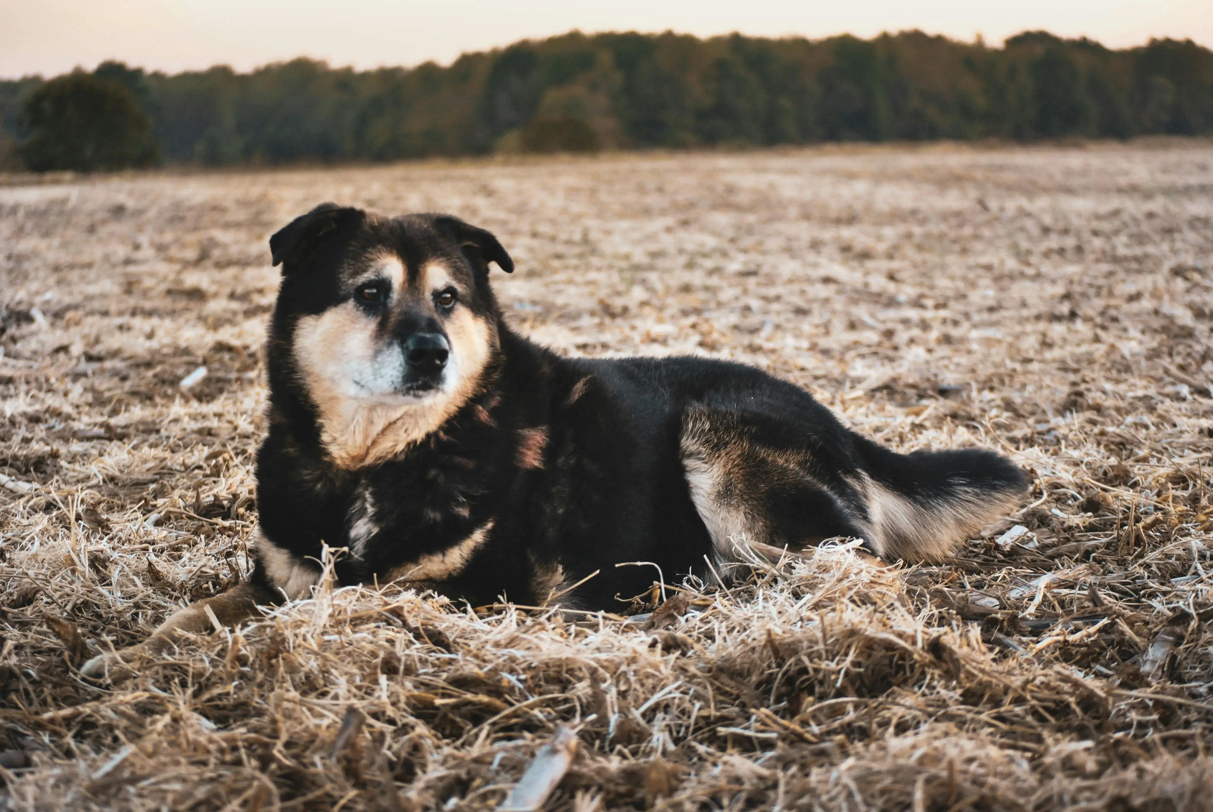 The Allure of the Black Lab and German Shepherd Mix
