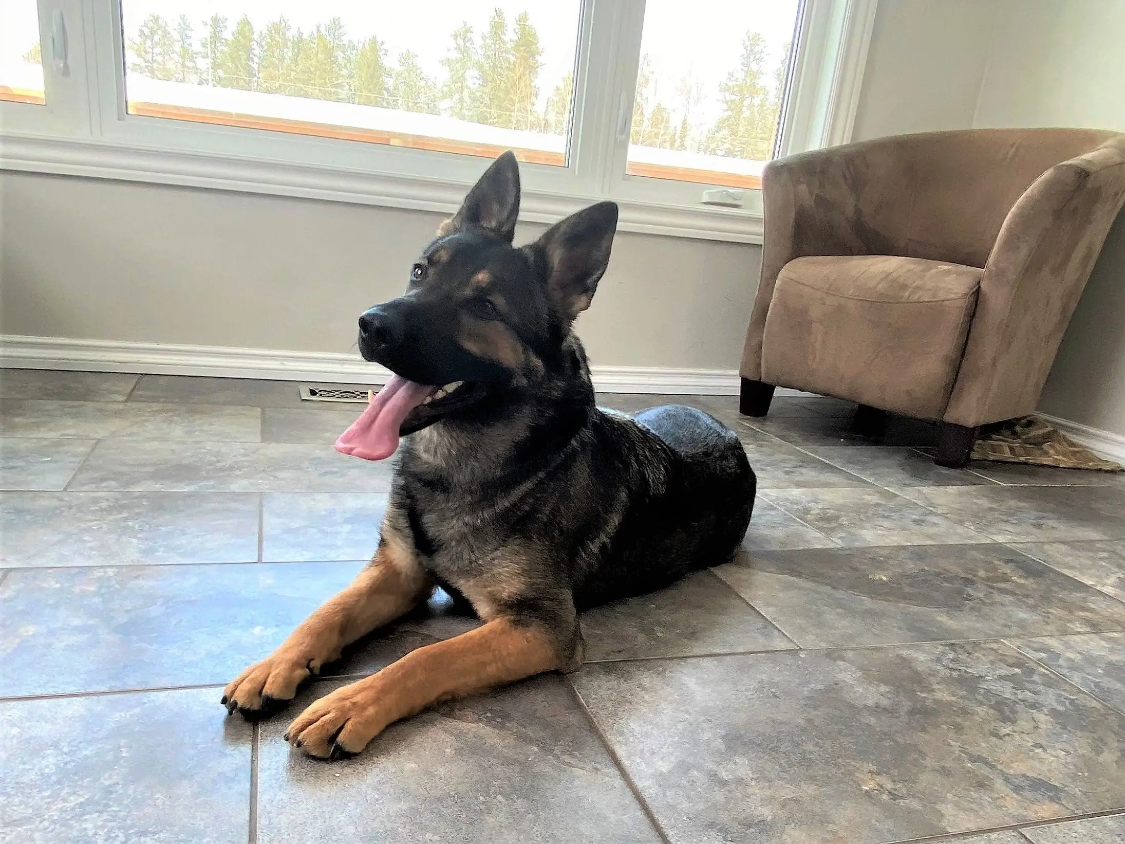 Delving into the World of German Working Line German Shepherd Breeders A Tapestry of Tradition, Performance, and Ethical Considerations