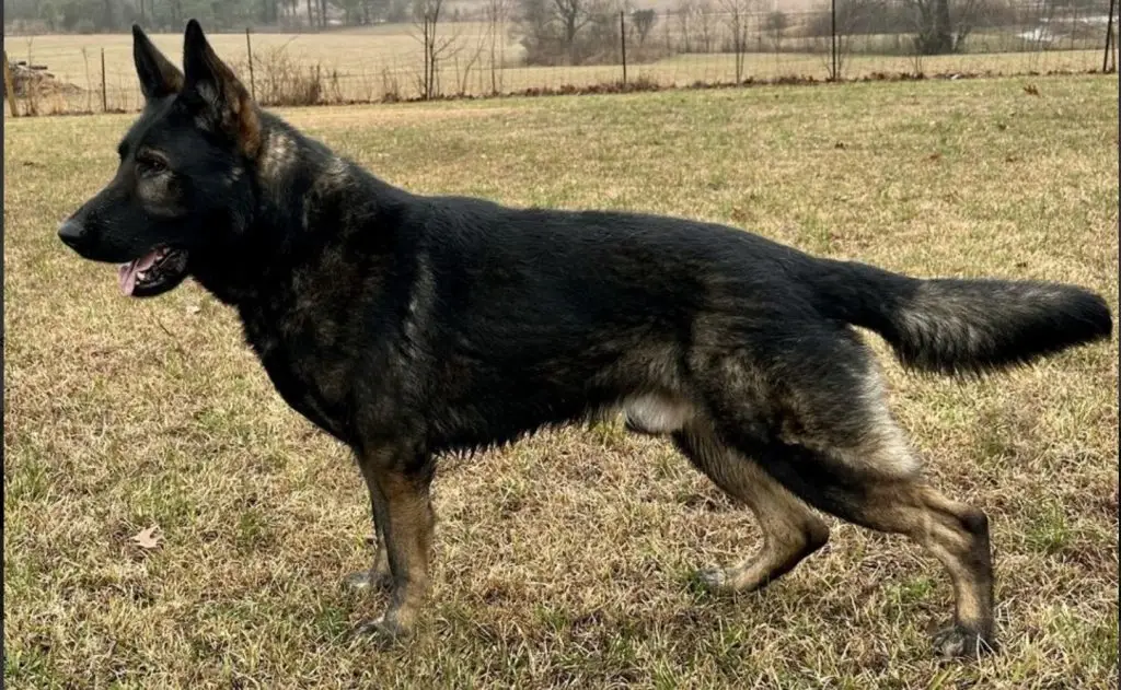 Delving into the World of German Working Line German Shepherd Breeders A Tapestry of Tradition, Performance, and Ethical Considerations