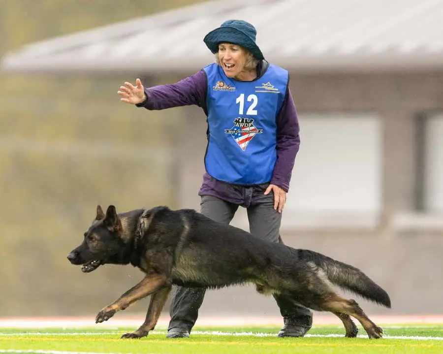 Delving into the World of German Working Line German Shepherd Breeders A Tapestry of Tradition, Performance, and Ethical Considerations
