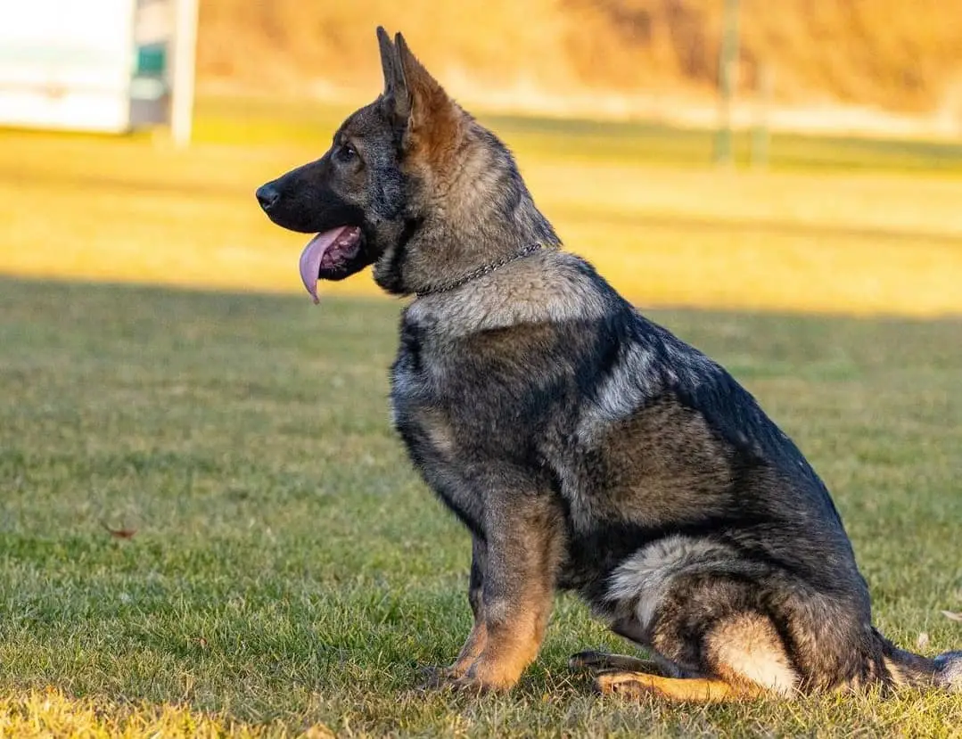 Delving into the World of German Working Line German Shepherd Breeders A Tapestry of Tradition, Performance, and Ethical Considerations