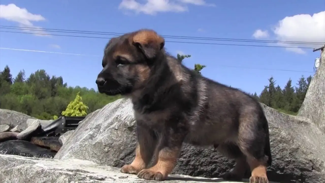 Delving into the World of German Working Line German Shepherd Breeders A Tapestry of Tradition, Performance, and Ethical Considerations