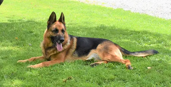 Delving into the World of German Working Line German Shepherd Breeders A Tapestry of Tradition, Performance, and Ethical Considerations