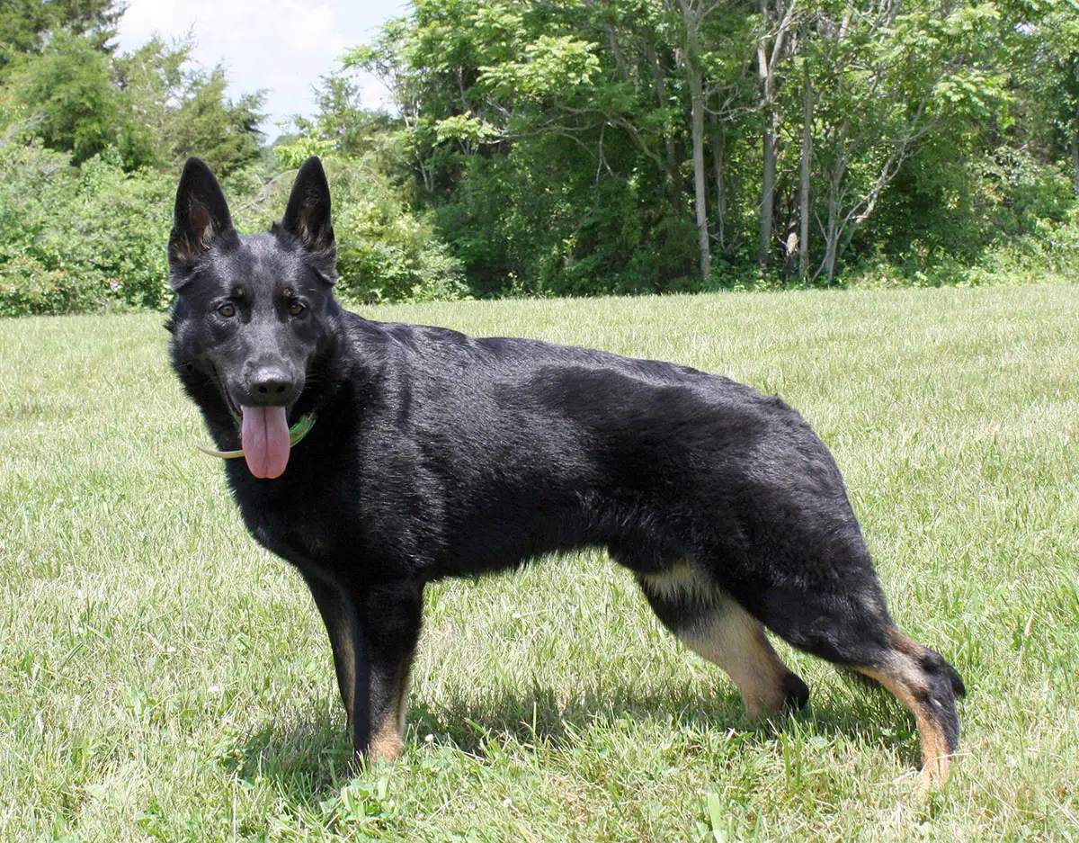 Delving into the World of German Working Line German Shepherd Breeders A Tapestry of Tradition, Performance, and Ethical Considerations