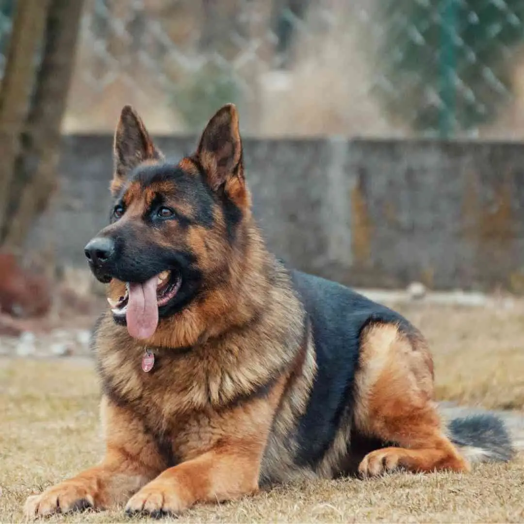 Dogs That Look Like a German Shepherd: Top Breeds  Traits Explained