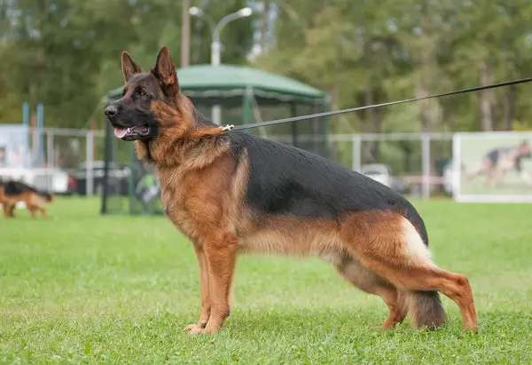 Dogs That Look Like a German Shepherd: Top Breeds  Traits Explained