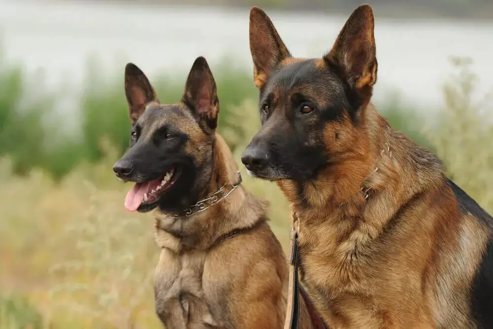Dogs That Look Like a German Shepherd: Top Breeds  Traits Explained