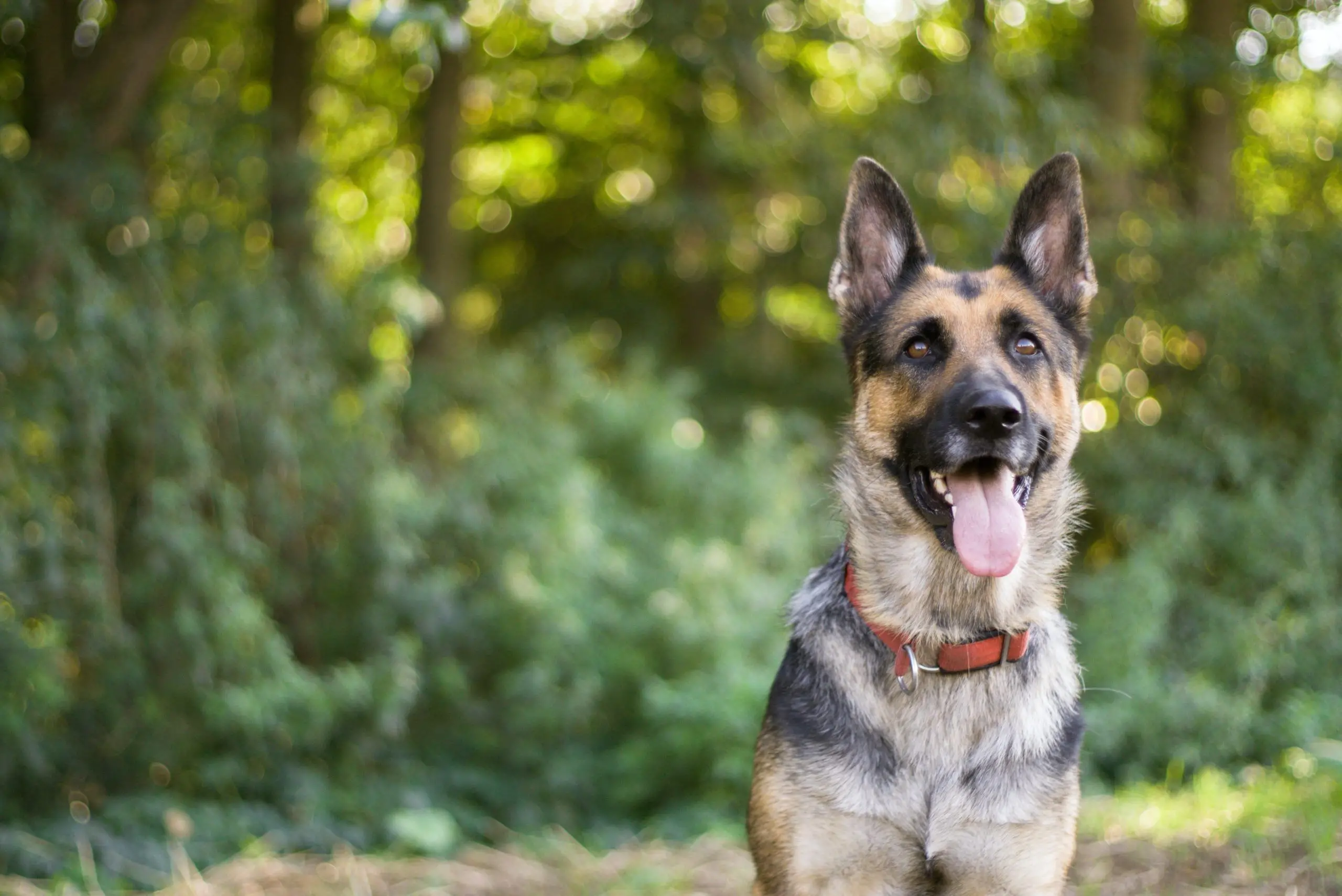 Dogs That Look Like a German Shepherd: Top Breeds  Traits Explained