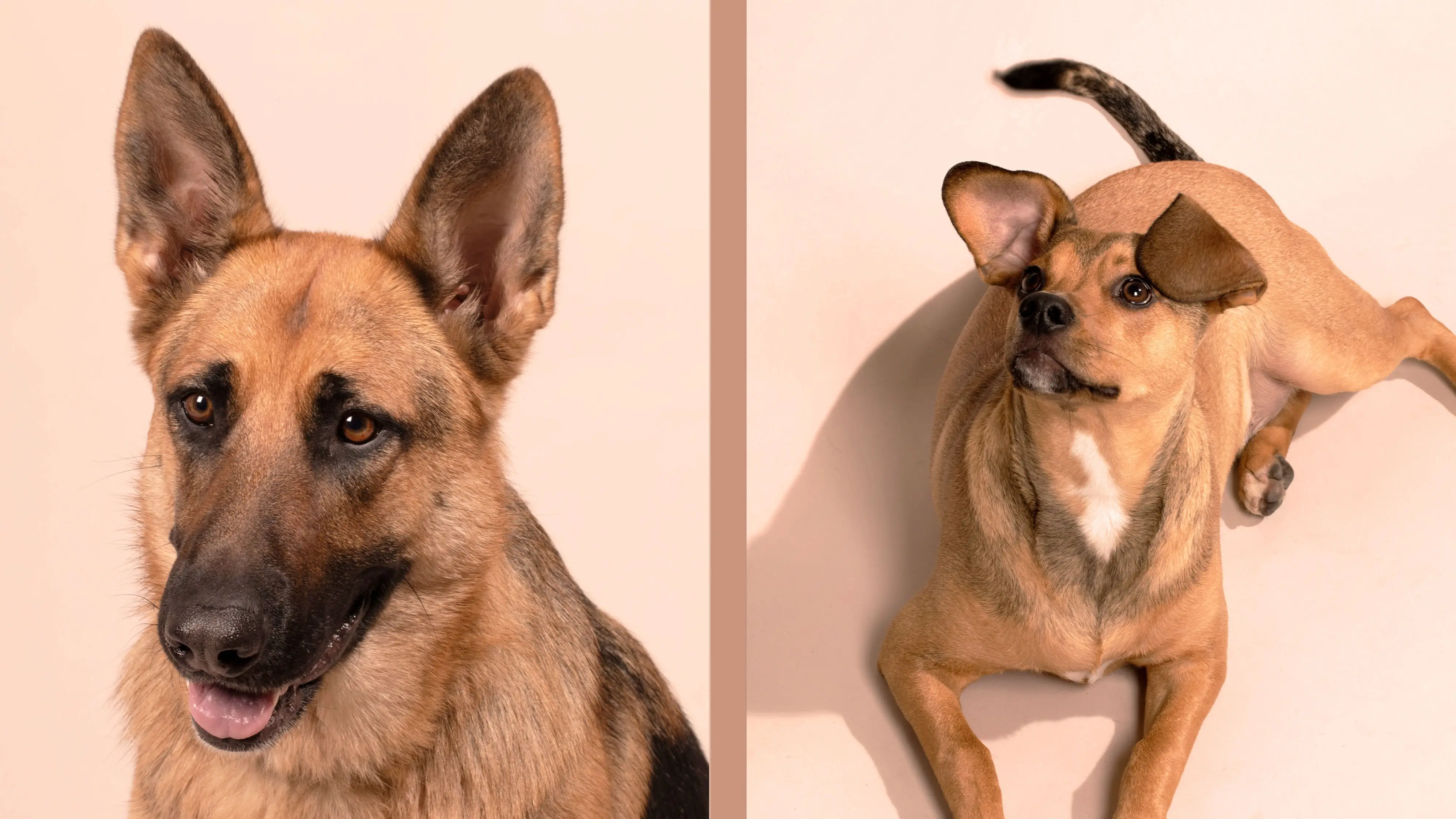 Dogs That Look Like a German Shepherd: Top Breeds  Traits Explained