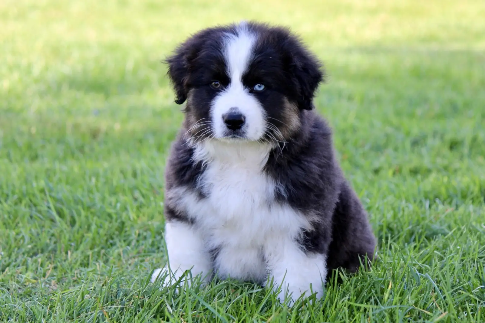 Black and White Australian Shepherd Puppy A Delightful Companion