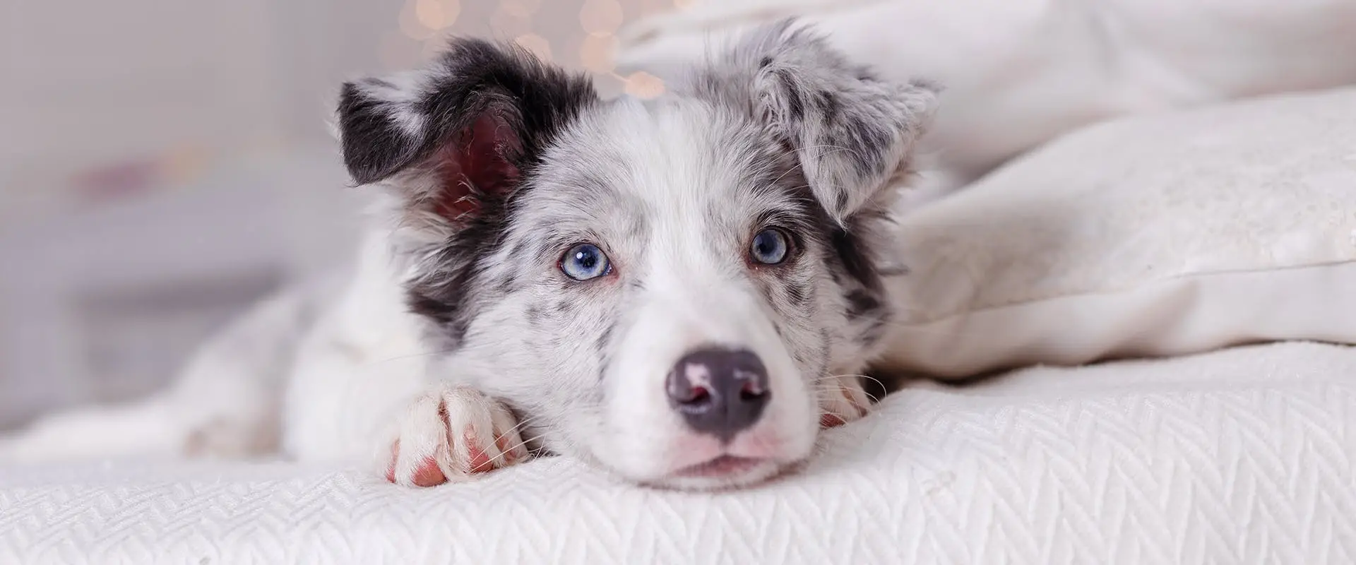 Black and White Australian Shepherd Puppy A Delightful Companion