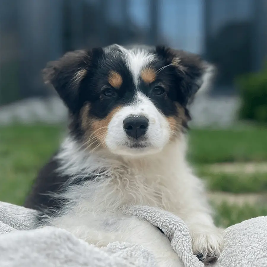 Black and White Australian Shepherd Puppy A Delightful Companion