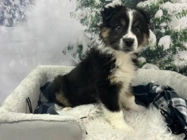 Black and White Australian Shepherd Puppy A Delightful Companion