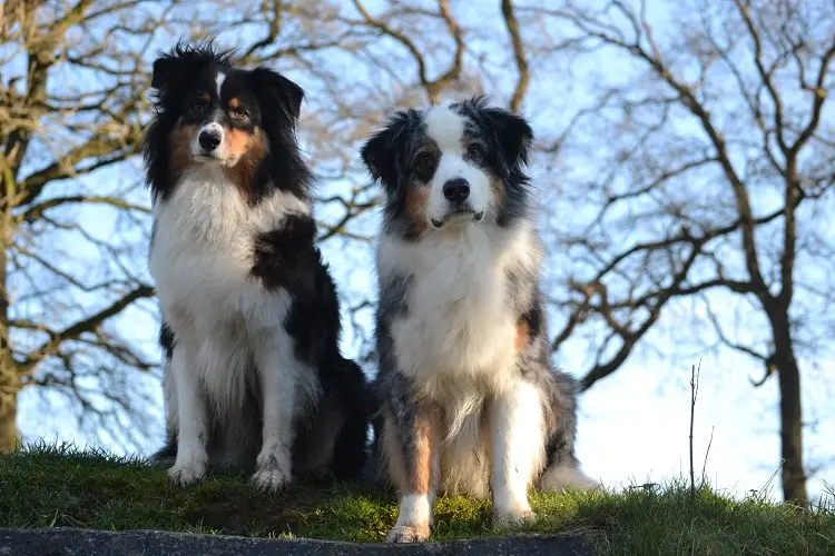 Black and White Australian Shepherd Puppy A Delightful Companion