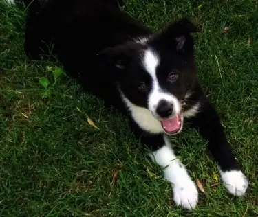 Black and White Australian Shepherd Puppy A Delightful Companion
