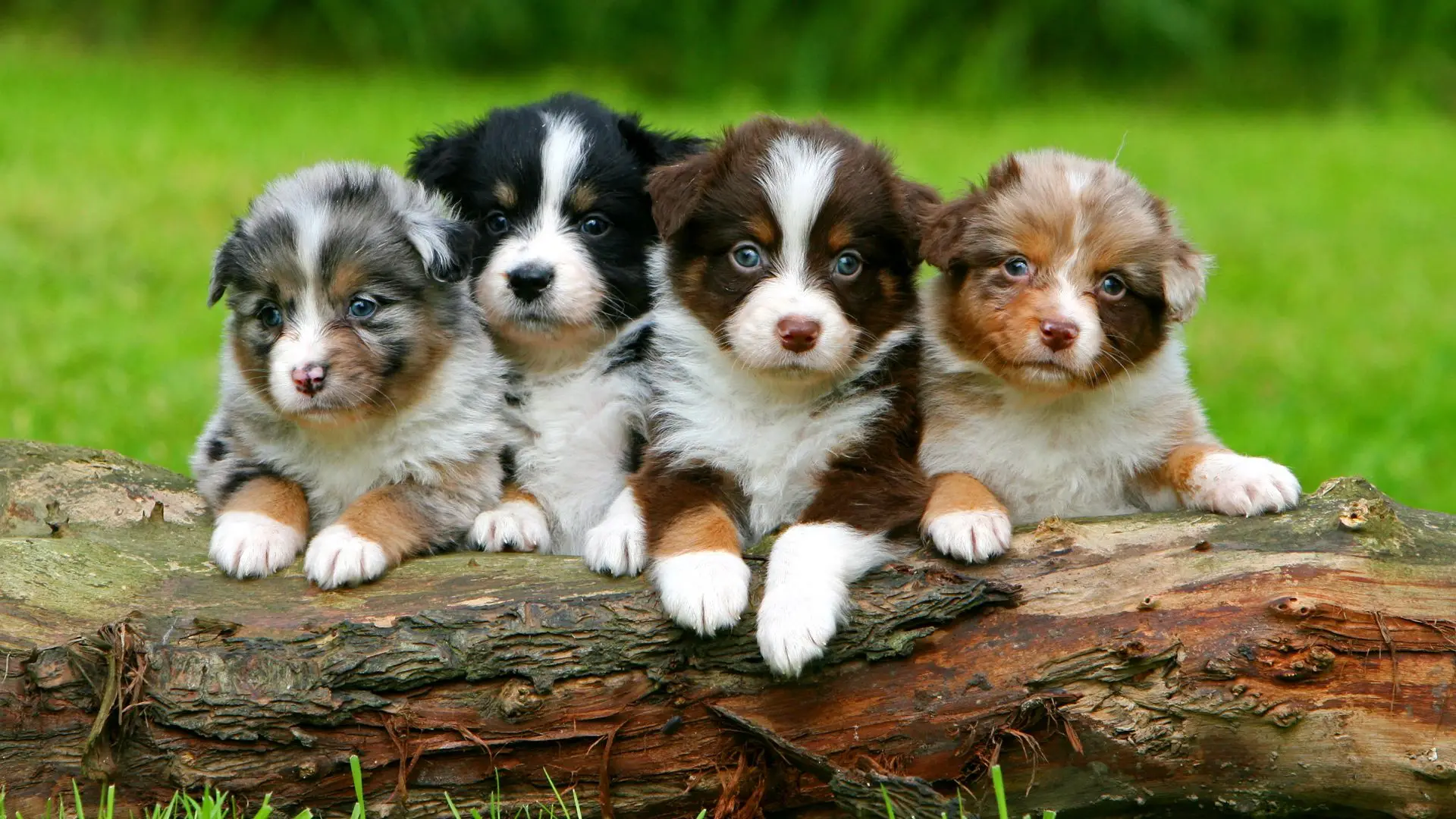 Black and White Australian Shepherd Puppy A Delightful Companion