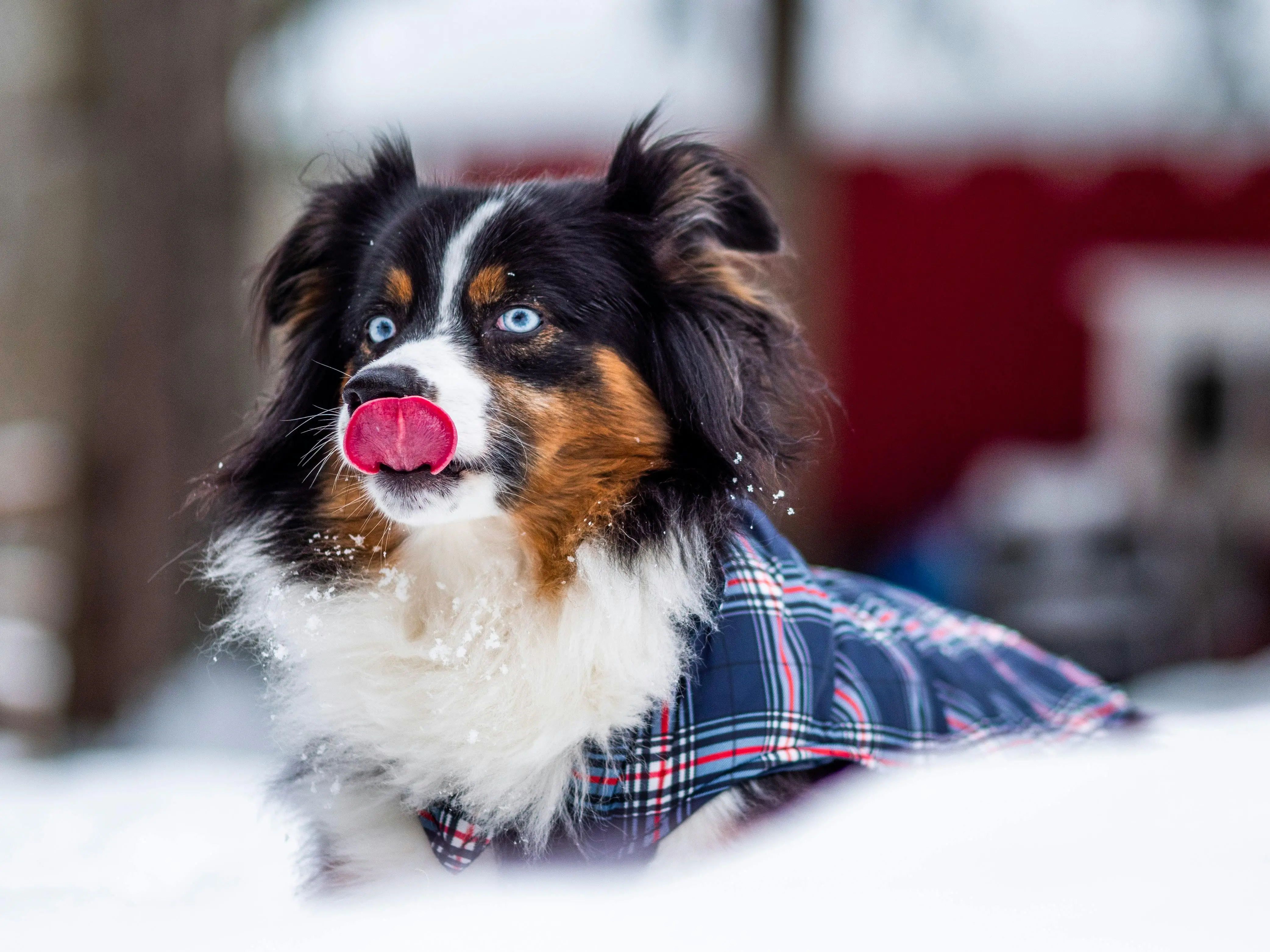 Black and White Australian Shepherd Puppy A Delightful Companion