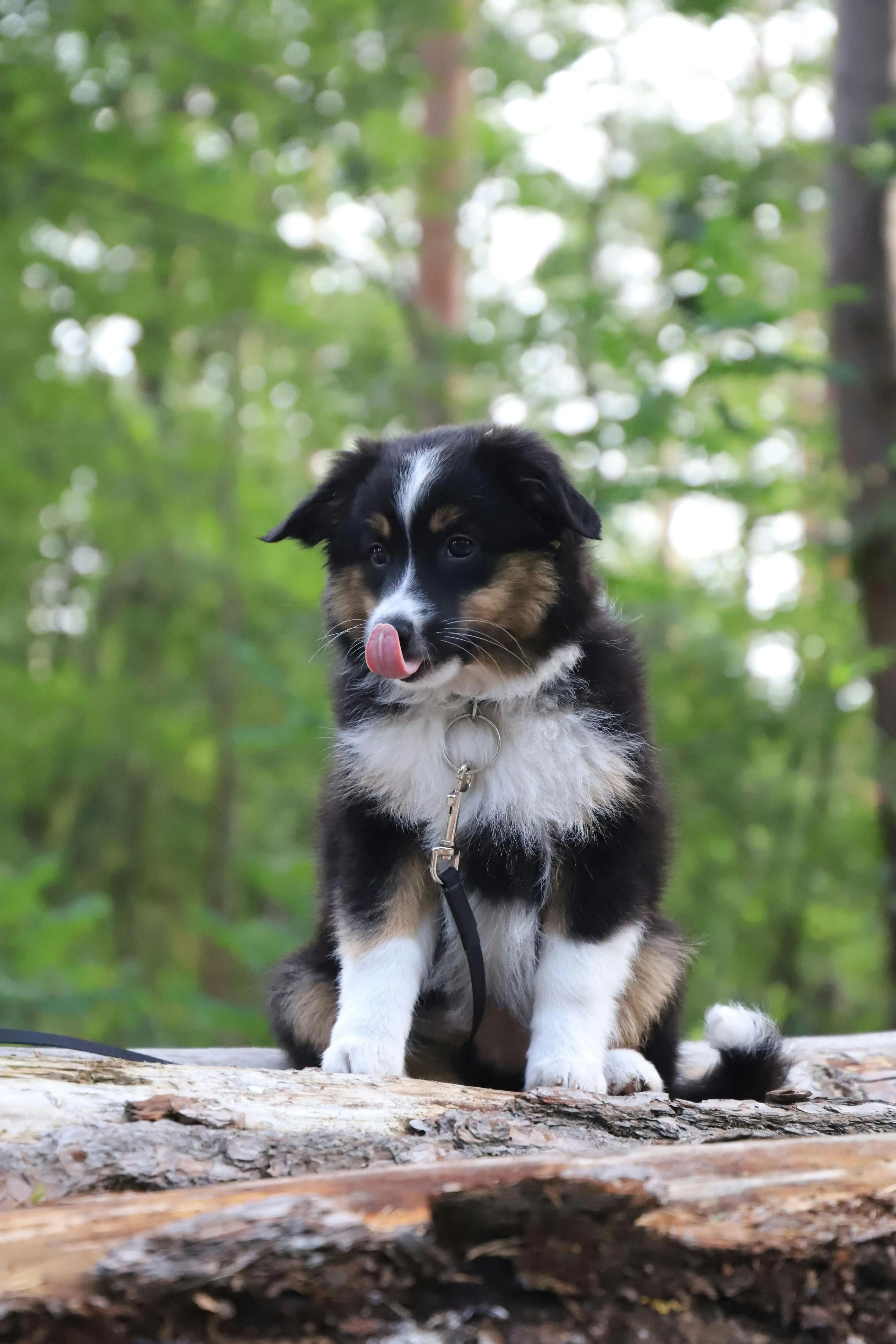 Black and White Australian Shepherd Puppy A Delightful Companion