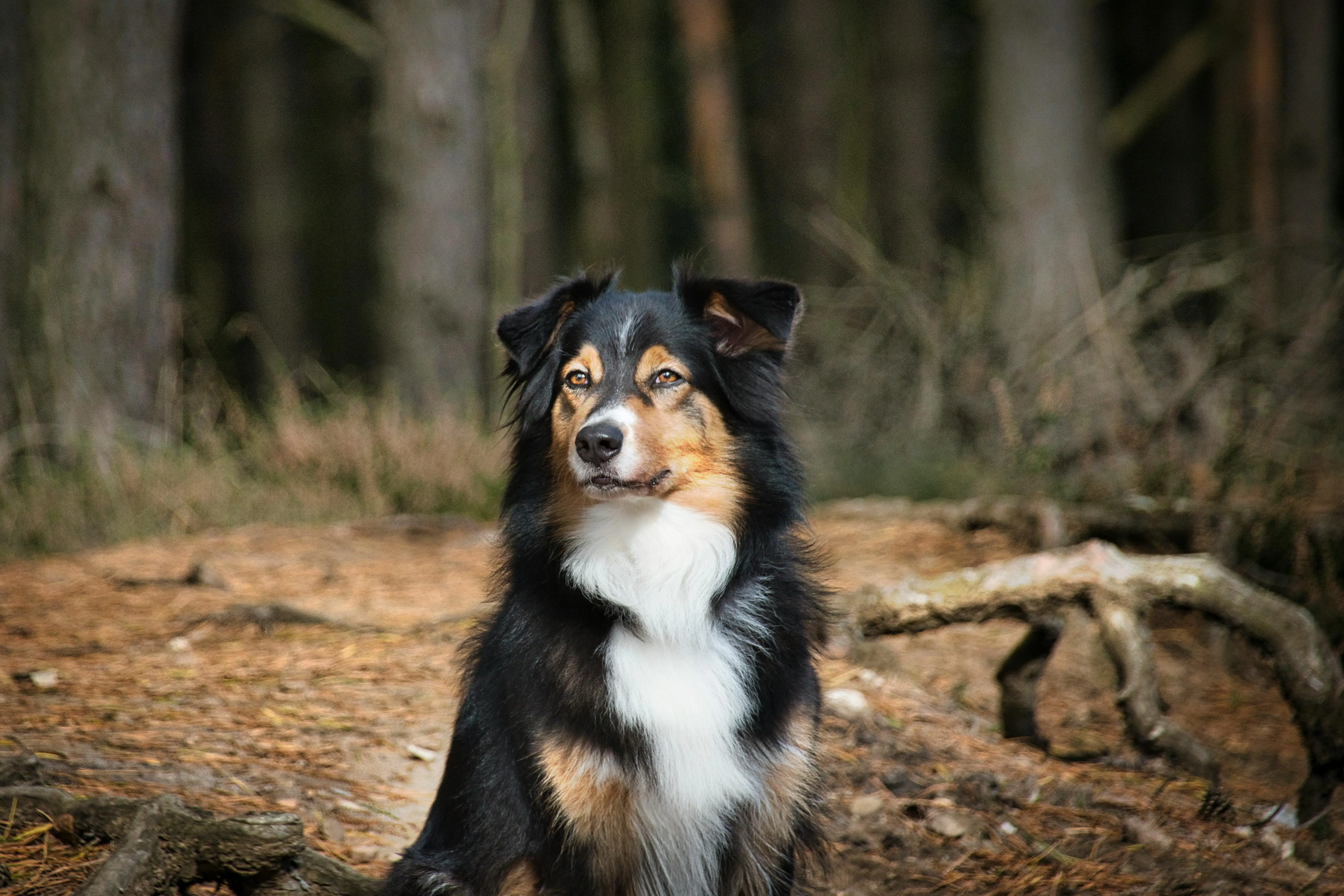 Black and White Australian Shepherd Puppy A Delightful Companion