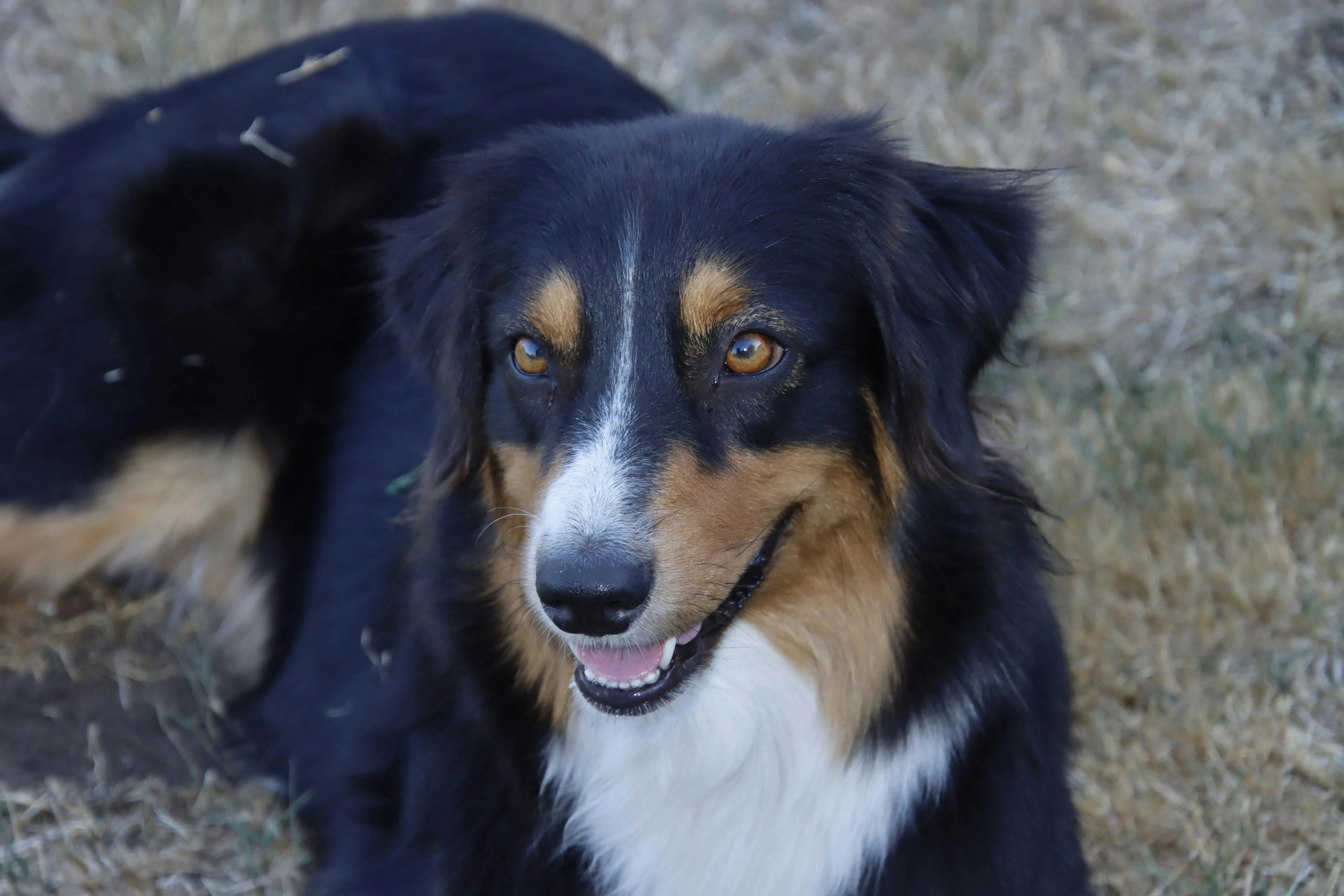Black and White Australian Shepherd Puppy A Delightful Companion