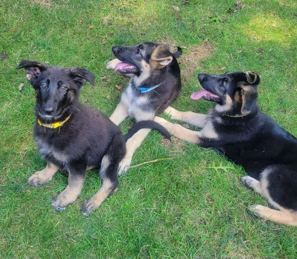 Understanding Your 4 Month Old German Shepherd Puppy