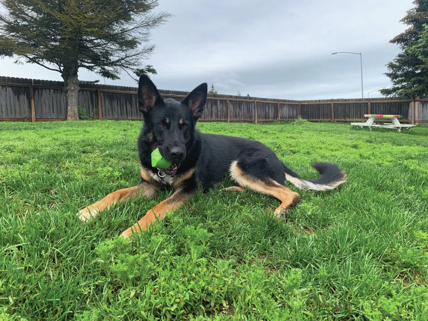 Understanding Your 4 Month Old German Shepherd Puppy