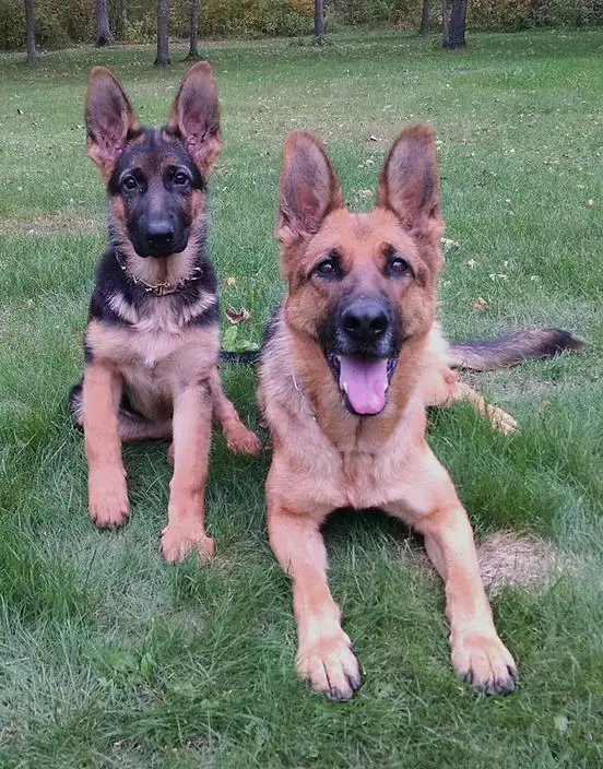 Understanding Your 4 Month Old German Shepherd Puppy