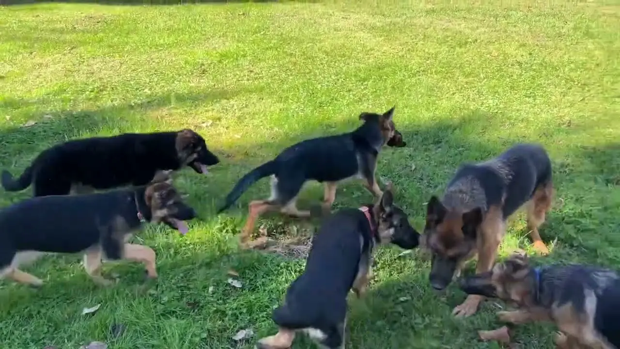 Understanding Your 4 Month Old German Shepherd Puppy