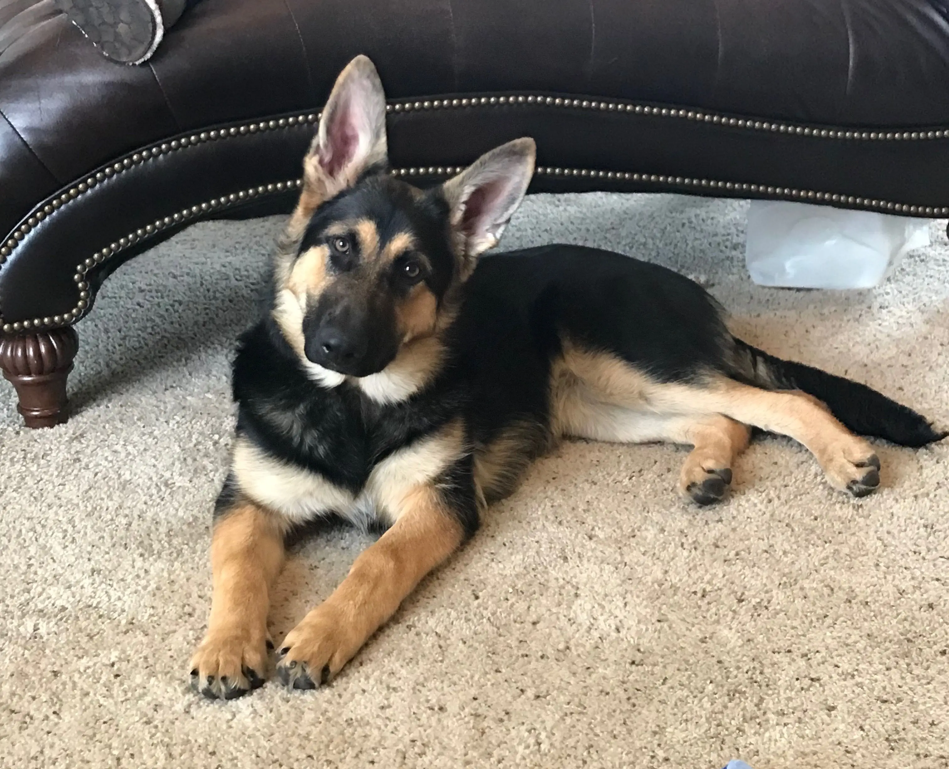 Understanding Your 4 Month Old German Shepherd Puppy