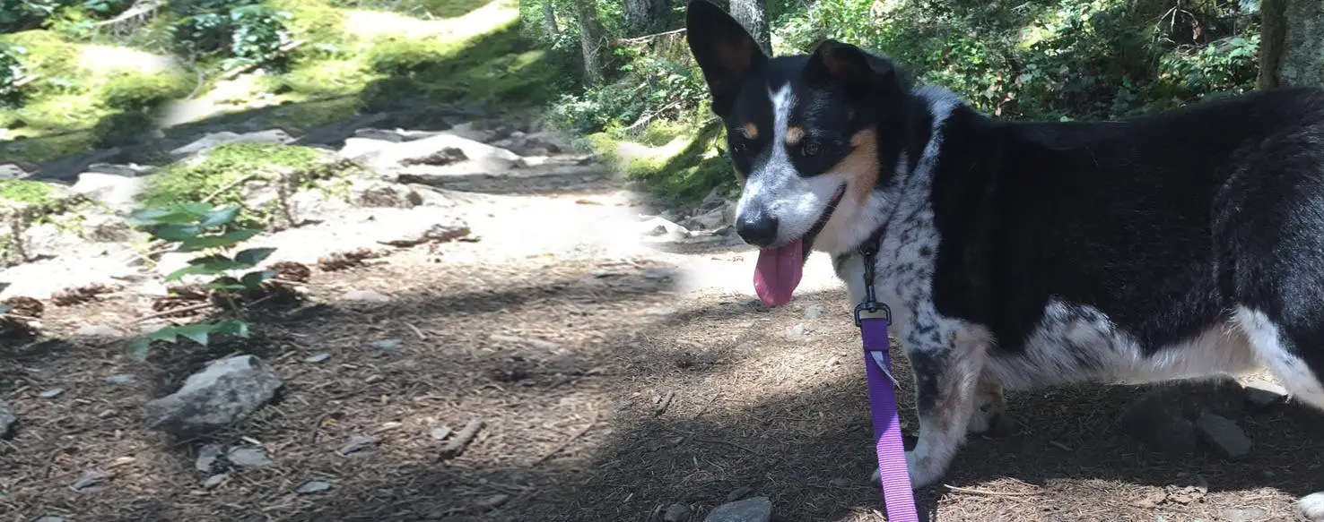 Understanding Black and White Cattle Dog Breeds