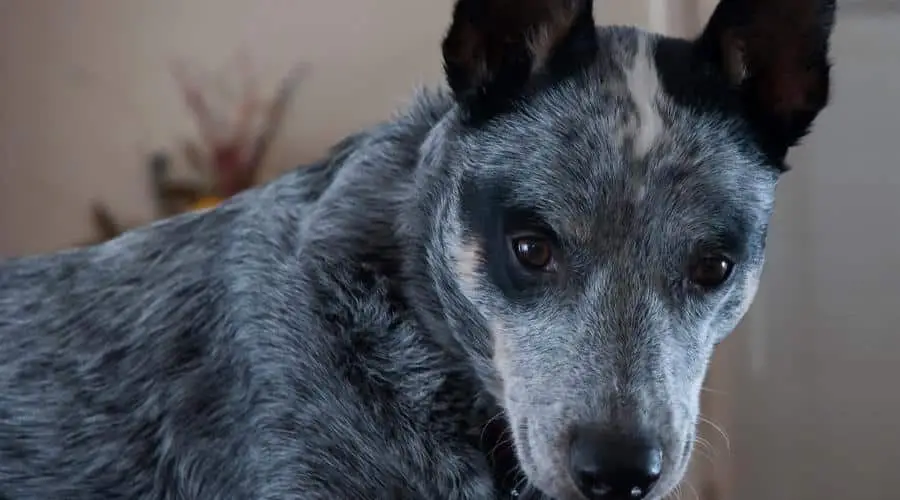 Understanding Black and White Cattle Dog Breeds