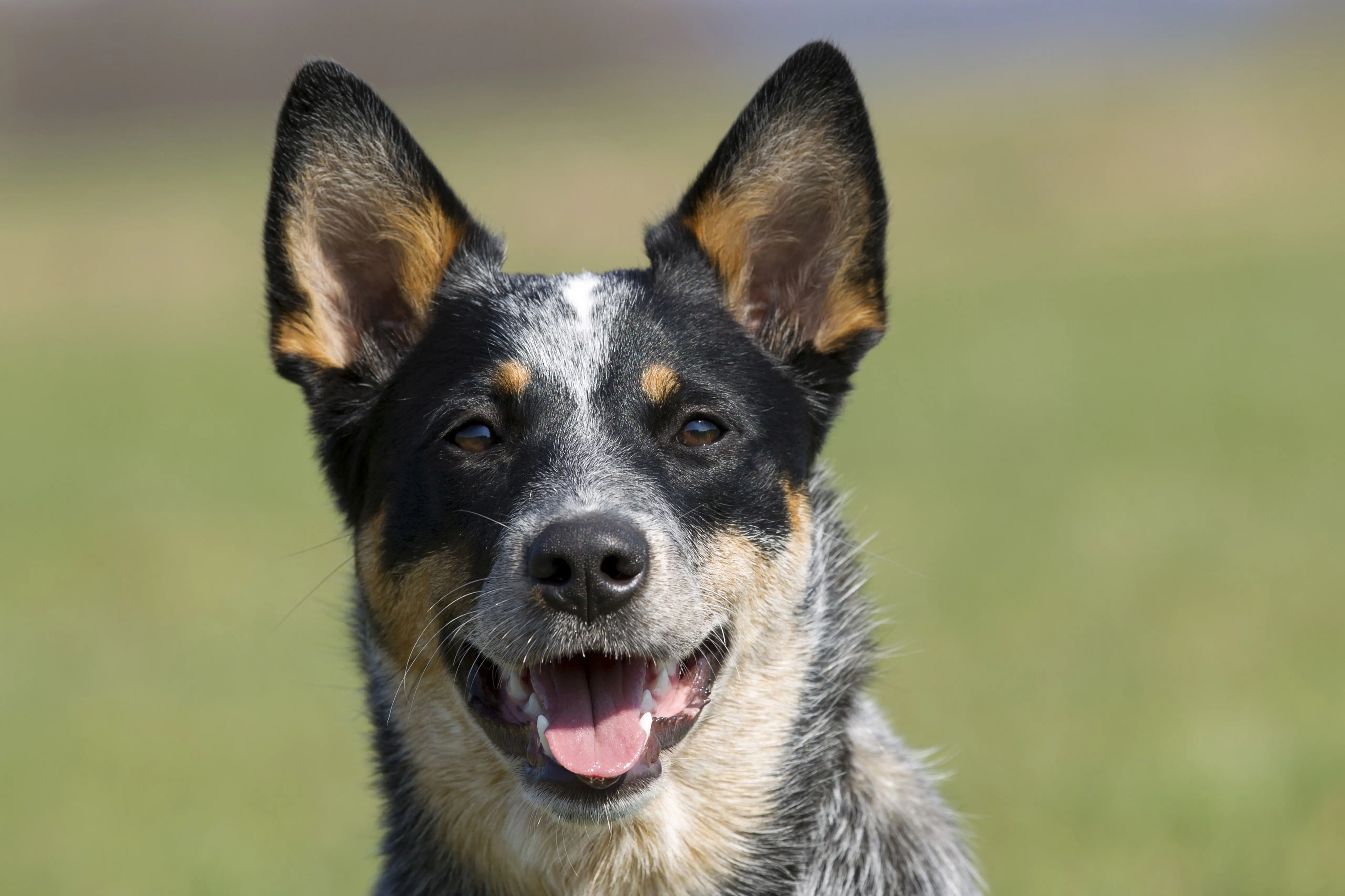 Understanding Black and White Cattle Dog Breeds