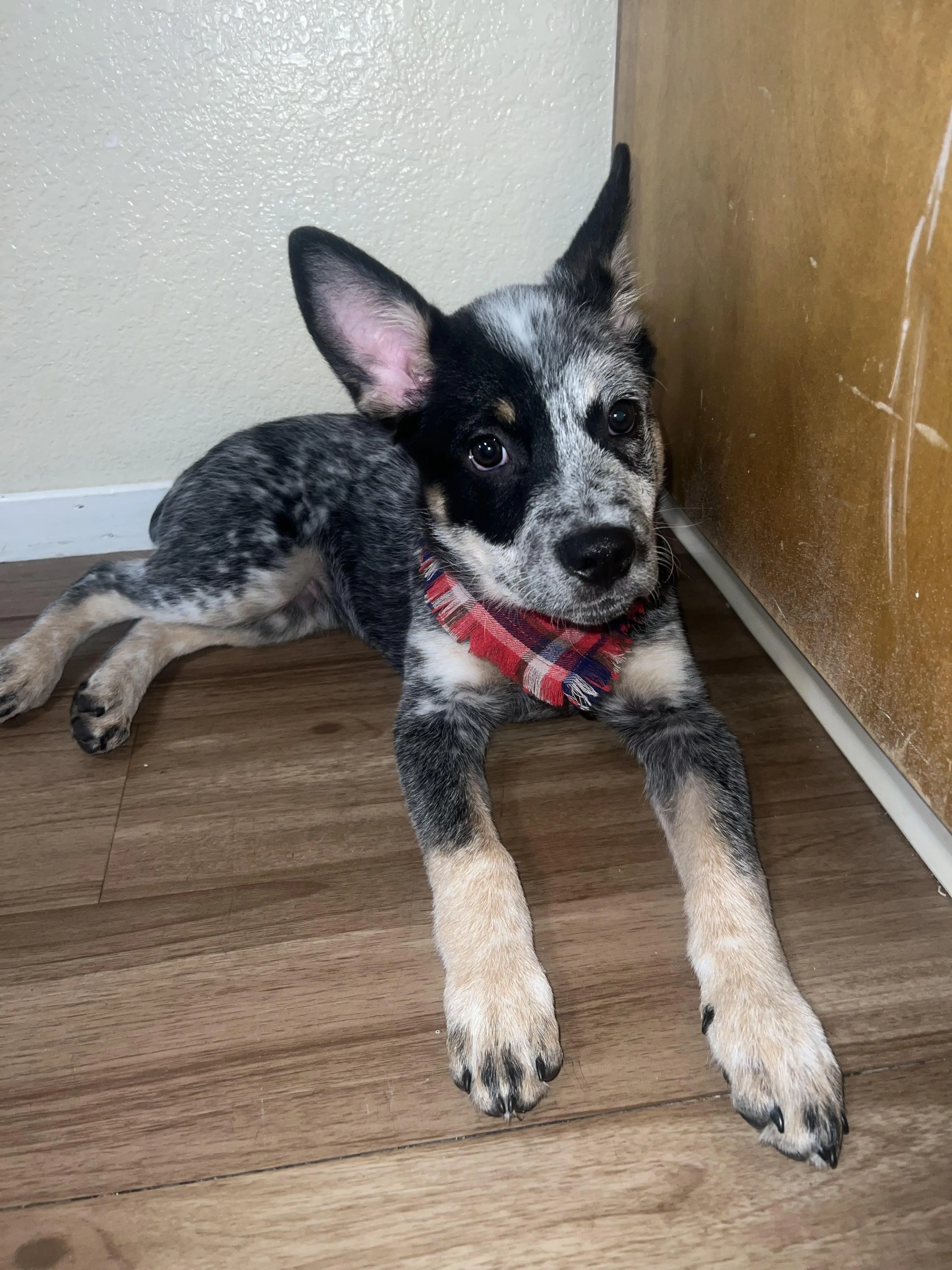 Understanding Black and White Cattle Dog Breeds