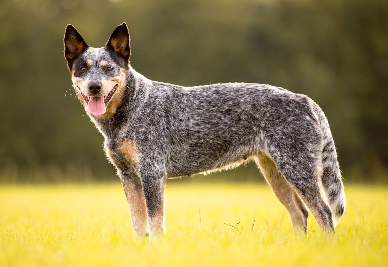 Understanding Black and White Cattle Dog Breeds