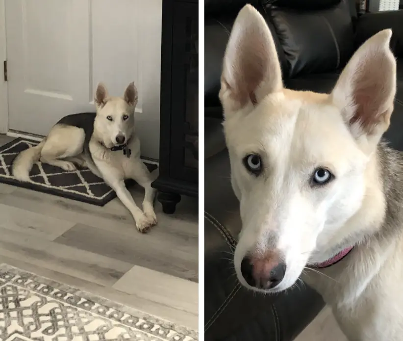 The Allure of White German Shepherds with Blue Eyes A Symphony of Genetics, Beauty, and Heritage