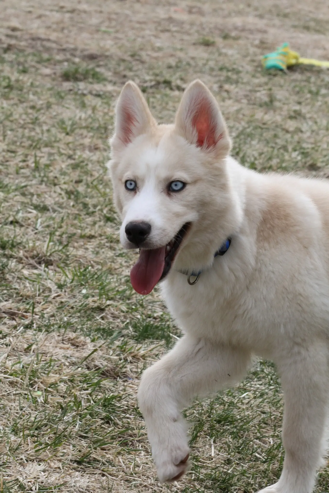 The Allure of White German Shepherds with Blue Eyes A Symphony of Genetics, Beauty, and Heritage