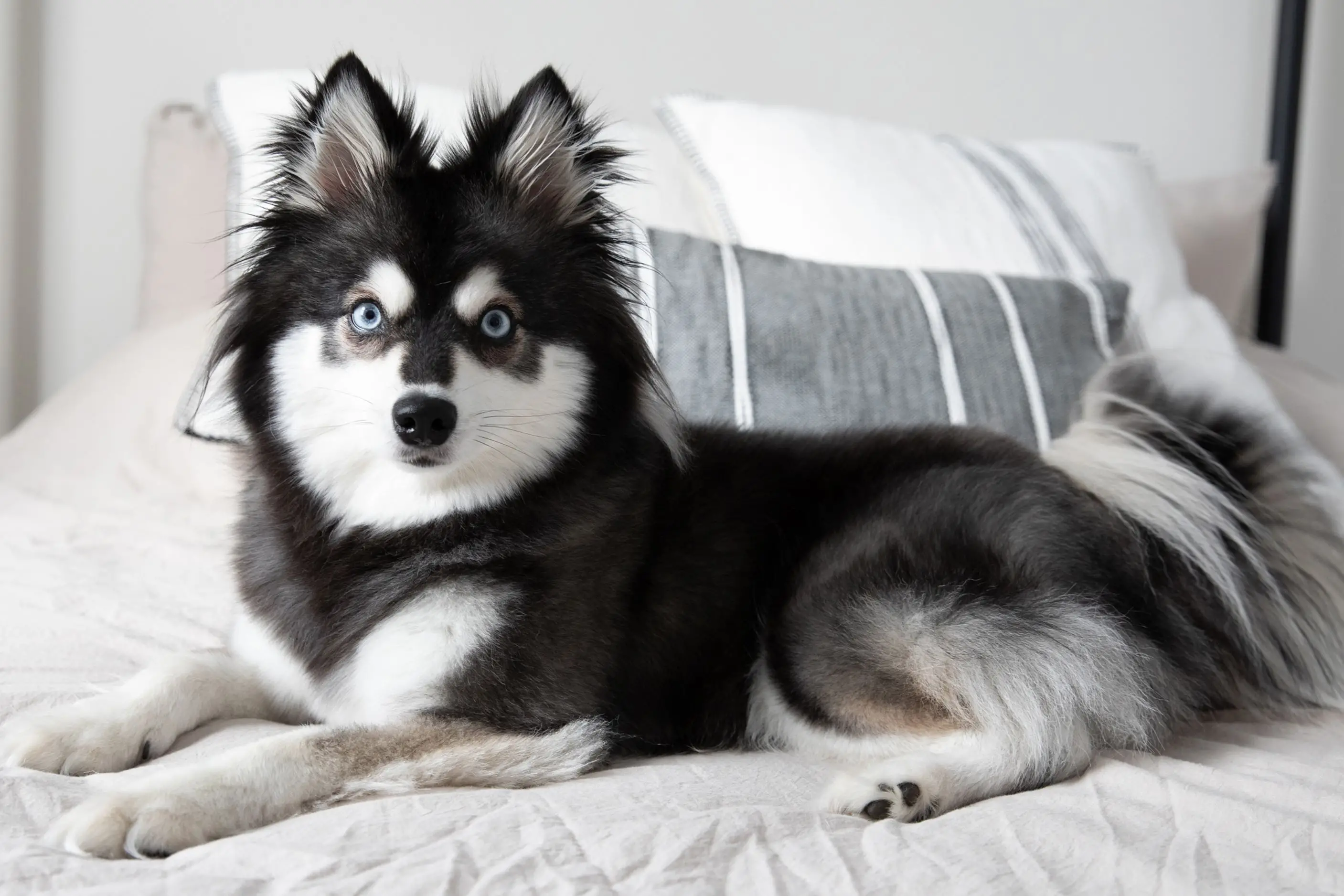 The Allure of White German Shepherds with Blue Eyes A Symphony of Genetics, Beauty, and Heritage