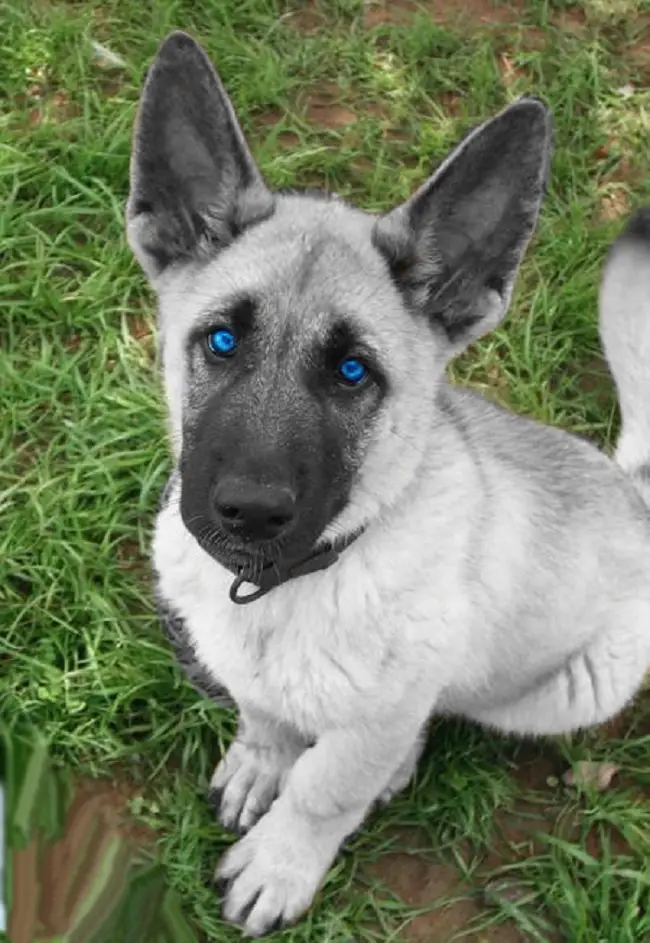 The Allure of White German Shepherds with Blue Eyes A Symphony of Genetics, Beauty, and Heritage
