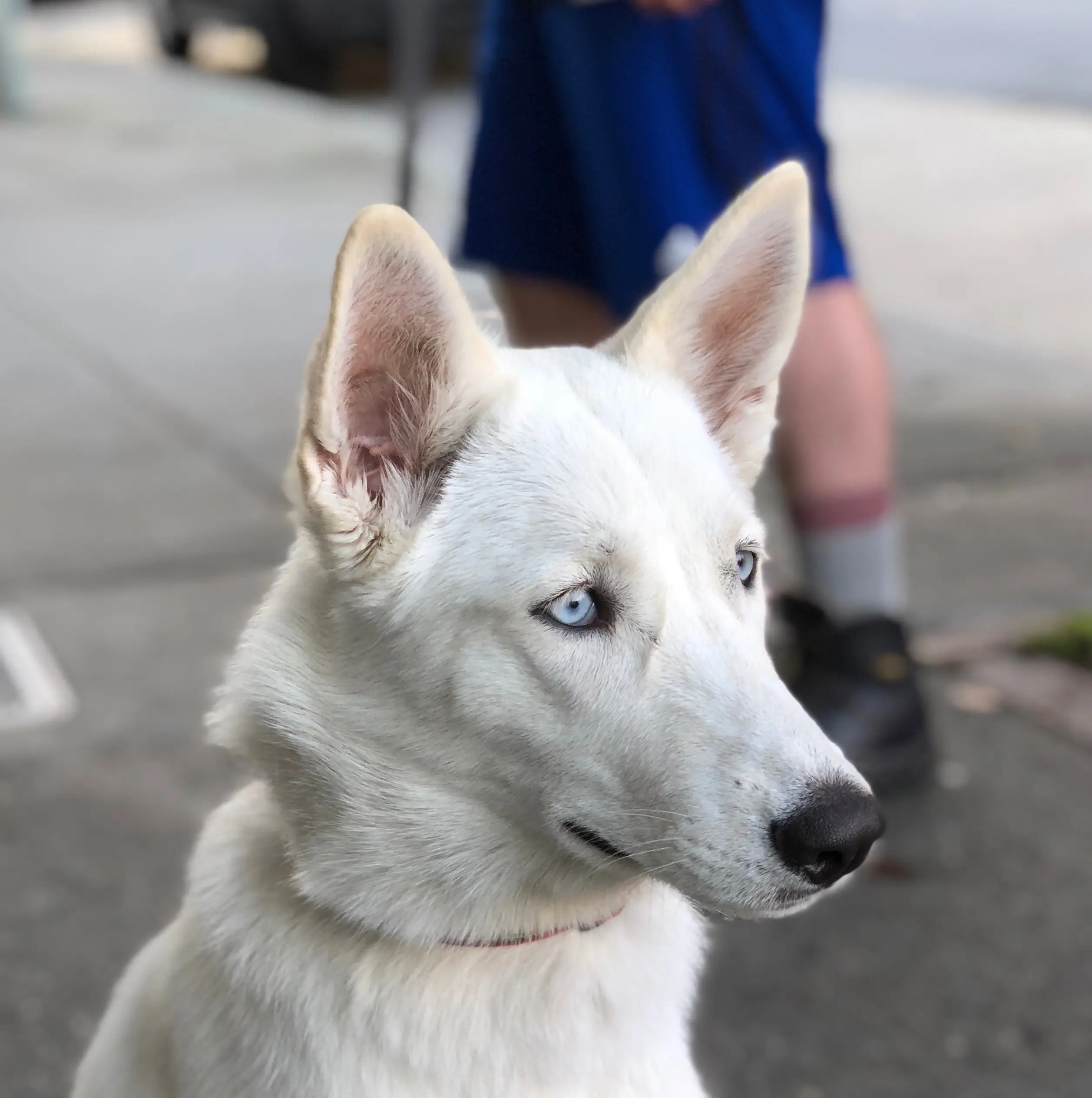 The Allure of White German Shepherds with Blue Eyes A Symphony of Genetics, Beauty, and Heritage