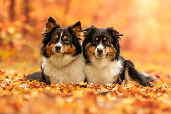 Beyond the Aussie Exploring Canine Companions with Similar Charm