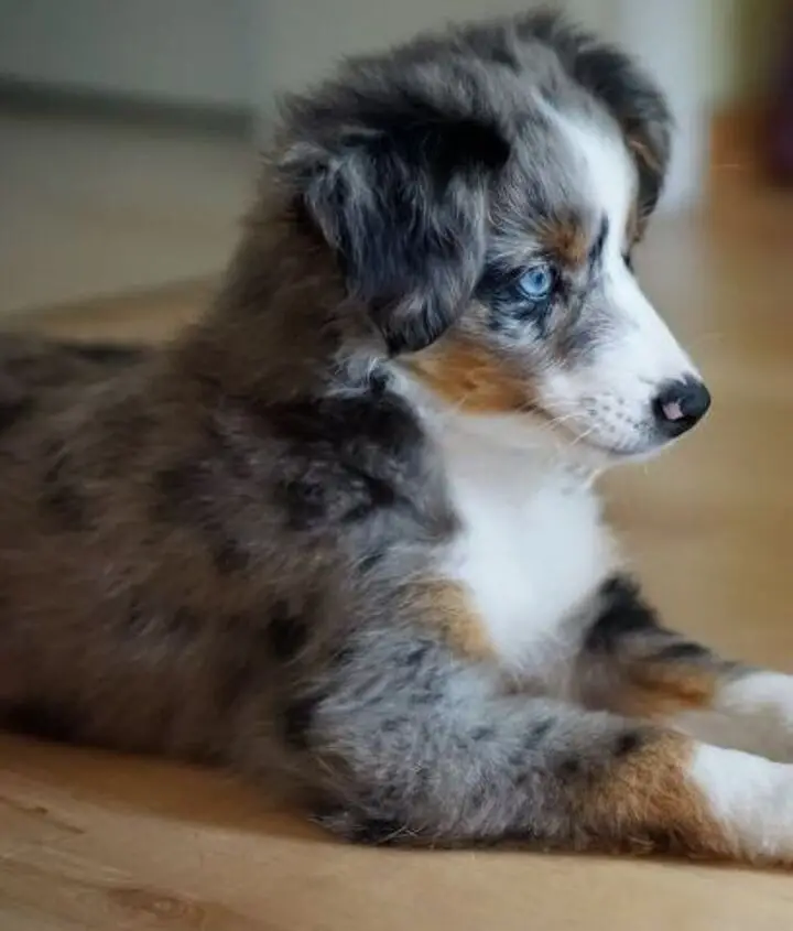 Beyond the Aussie Exploring Canine Companions with Similar Charm